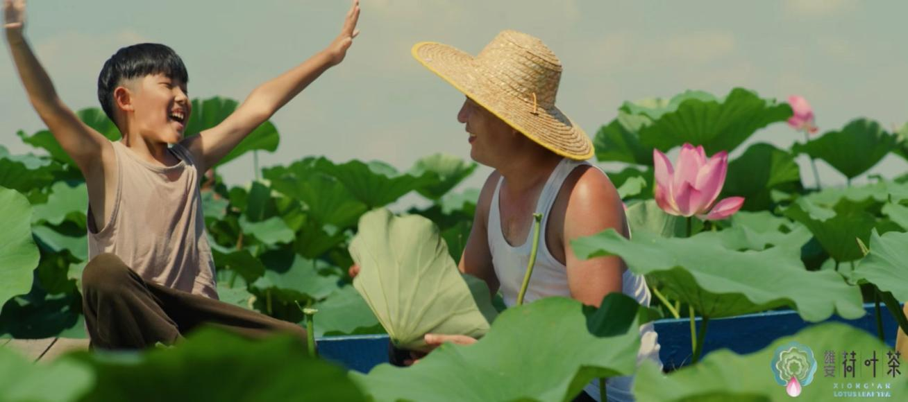 荷葉茶香沁雄安 塑造新區(qū)新名片